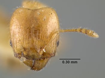 Media type: image;   Entomology 20770 Aspect: head frontal view